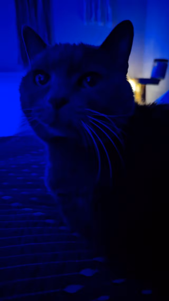 Meo co the nhin thay trong bong toi?-Hinh-5