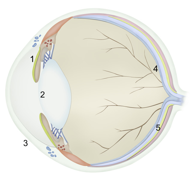 Meo co the nhin thay trong bong toi?-Hinh-8