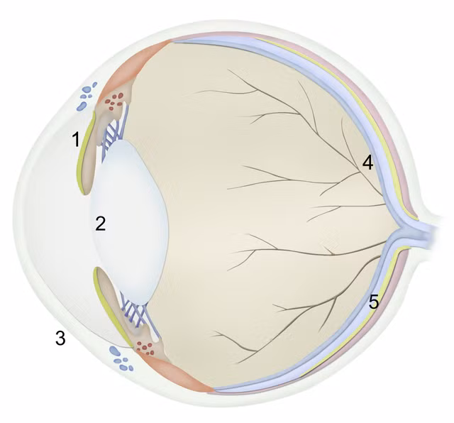 Meo co the nhin thay trong bong toi?-Hinh-8