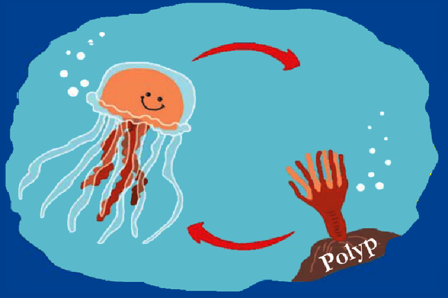 Bí mật đằng sau việc sứa bất tử có thể quay ngược vòng đời? - Hình 5 Bi mat dang sau viec sua bat tu co the quay nguoc vong doi?-Hinh-5