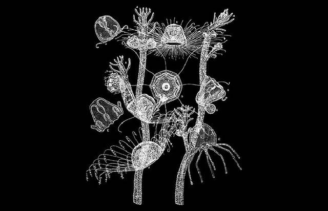 Bí mật đằng sau việc sứa bất tử có thể quay ngược vòng đời? - Hình 10 Bi mat dang sau viec sua bat tu co the quay nguoc vong doi?-Hinh-10