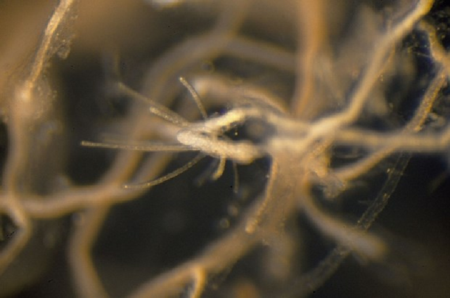 Bí mật đằng sau việc sứa bất tử có thể quay ngược vòng đời? - Hình 4 Bi mat dang sau viec sua bat tu co the quay nguoc vong doi?-Hinh-4