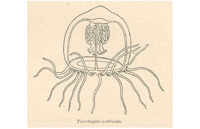 Bí mật đằng sau việc sứa bất tử có thể quay ngược vòng đời? - Hình 8 Bi mat dang sau viec sua bat tu co the quay nguoc vong doi?-Hinh-8