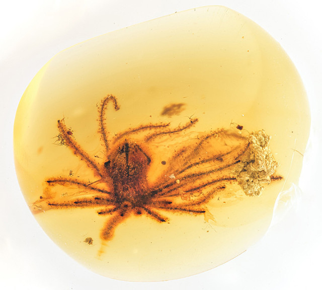 Phát hiện 2 loài hoa siêu hiếm trong hổ phách Miến Điện - Hình 4 Phat hien 2 loai hoa sieu hiem trong ho phach Mien Dien-Hinh-4