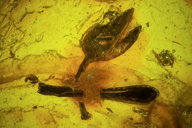 Phát hiện 2 loài hoa siêu hiếm trong hổ phách Miến Điện - Hình 8 Phat hien 2 loai hoa sieu hiem trong ho phach Mien Dien-Hinh-8