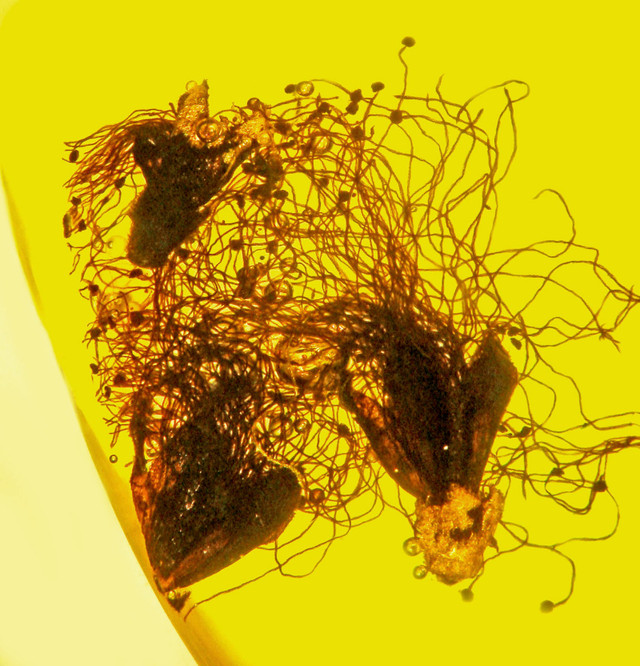 Phát hiện 2 loài hoa siêu hiếm trong hổ phách Miến Điện - Hình 7 Phat hien 2 loai hoa sieu hiem trong ho phach Mien Dien-Hinh-7