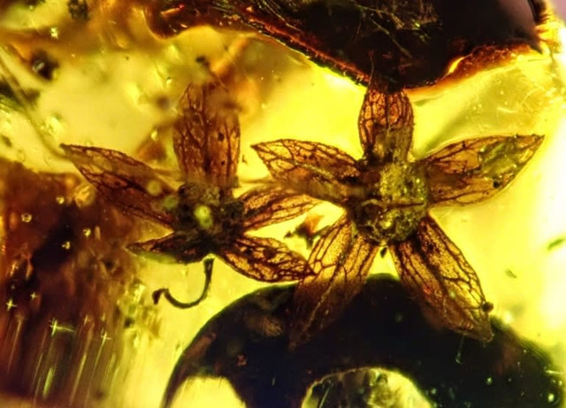 Phát hiện 2 loài hoa siêu hiếm trong hổ phách Miến Điện - Hình 6 Phat hien 2 loai hoa sieu hiem trong ho phach Mien Dien-Hinh-6