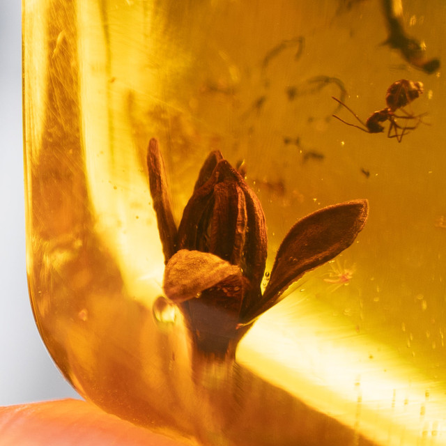 Phát hiện 2 loài hoa siêu hiếm trong hổ phách Miến Điện - Hình 9 Phat hien 2 loai hoa sieu hiem trong ho phach Mien Dien-Hinh-9