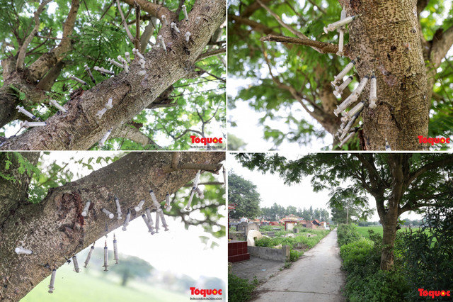 Kinh hai canh bom kim tiem cam day tren cay o Bac Ninh-Hinh-3