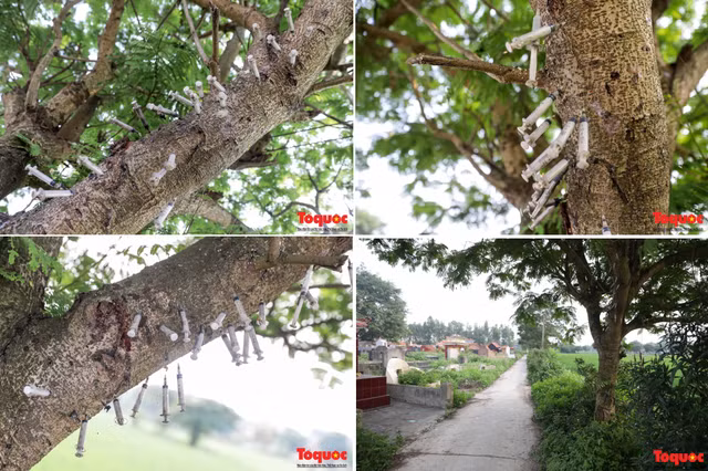 Kinh hai canh bom kim tiem cam day tren cay o Bac Ninh-Hinh-3