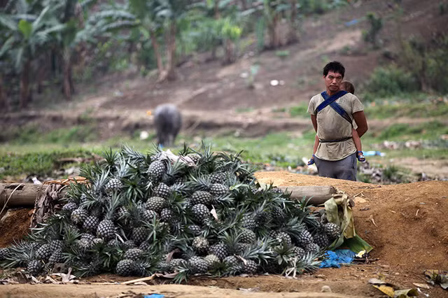 Xot xa canh nong dan bo ca xe tai dua vi Trung Quoc ngung thu mua