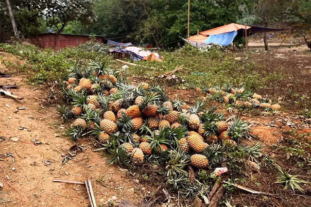 Xot xa canh nong dan bo ca xe tai dua vi Trung Quoc ngung thu mua-Hinh-3