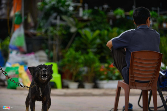 Hà Nội: Chó không rọ mõm thả rông nhan nhản vỉa hè - Hình 4 Ha Noi: Cho khong ro mom tha rong nhan nhan via he-Hinh-4