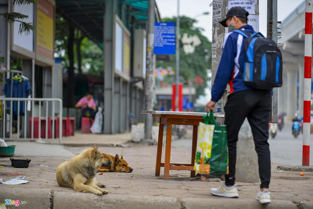 Hà Nội: Chó không rọ mõm thả rông nhan nhản vỉa hè - Hình 2 Ha Noi: Cho khong ro mom tha rong nhan nhan via he-Hinh-2