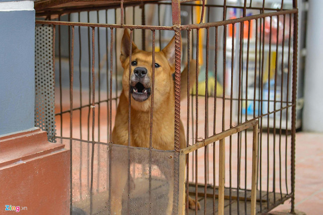 Hà Nội: Chó không rọ mõm thả rông nhan nhản vỉa hè Ha Noi: Cho khong ro mom tha rong nhan nhan via he