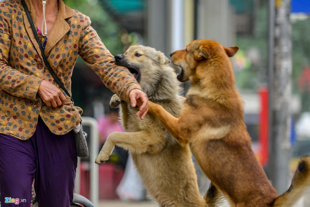 Hà Nội: Chó không rọ mõm thả rông nhan nhản vỉa hè - Hình 3 Ha Noi: Cho khong ro mom tha rong nhan nhan via he-Hinh-3