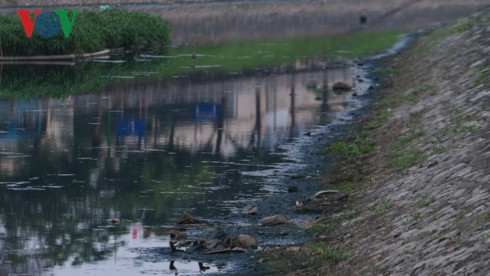 Nắng nóng, dân Thủ đô ngạt thở với mùi hôi thối ở sông Tô Lịch - Hình 13 Nang nong, dan Thu do ngat tho voi mui hoi thoi o song To Lich-Hinh-13