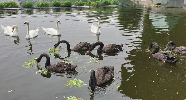 Tận mắt ngắm đàn thiên nga đẻ trứng ở hồ Thiền Quang - Hình 2 Tan mat ngam dan thien nga de trung o ho Thien Quang-Hinh-2