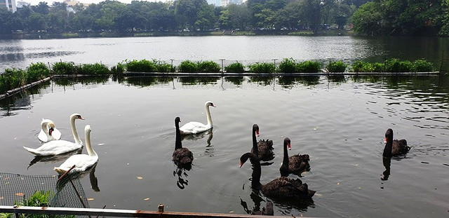 Tận mắt ngắm đàn thiên nga đẻ trứng ở hồ Thiền Quang - Hình 10 Tan mat ngam dan thien nga de trung o ho Thien Quang-Hinh-10