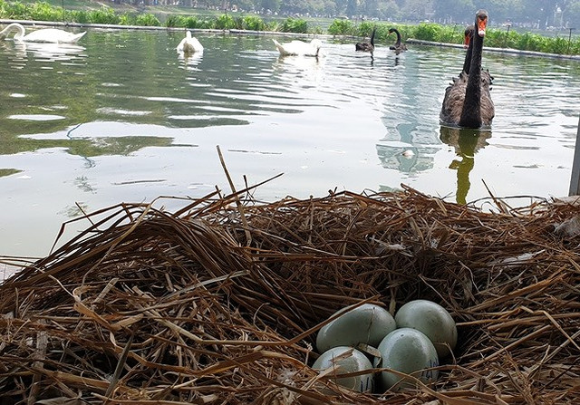 Tận mắt ngắm đàn thiên nga đẻ trứng ở hồ Thiền Quang - Hình 5 Tan mat ngam dan thien nga de trung o ho Thien Quang-Hinh-5