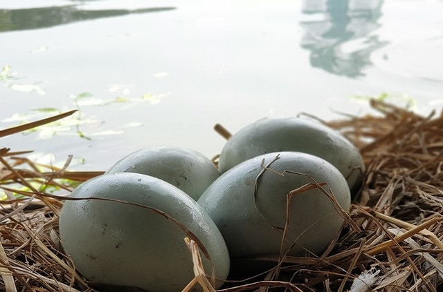 Tận mắt ngắm đàn thiên nga đẻ trứng ở hồ Thiền Quang - Hình 6 Tan mat ngam dan thien nga de trung o ho Thien Quang-Hinh-6