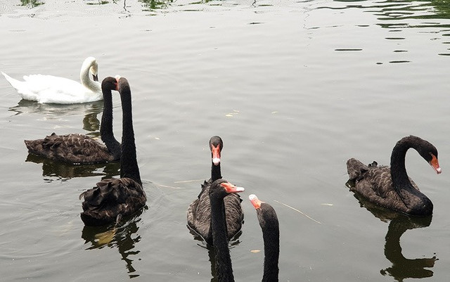 Tận mắt ngắm đàn thiên nga đẻ trứng ở hồ Thiền Quang Tan mat ngam dan thien nga de trung o ho Thien Quang