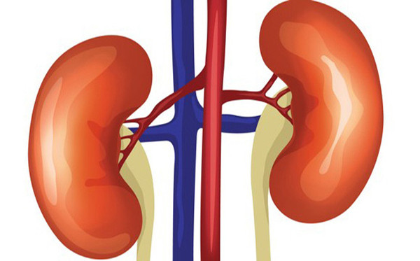 Lưu ý 3 vị trí đau cảnh báo bệnh thận - Hình 2 Luu y 3 vi tri dau canh bao benh than-Hinh-2