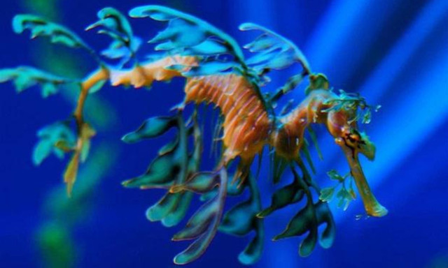 Doc la nhung sinh vat muon hinh van trang tren the gioi-Hinh-6