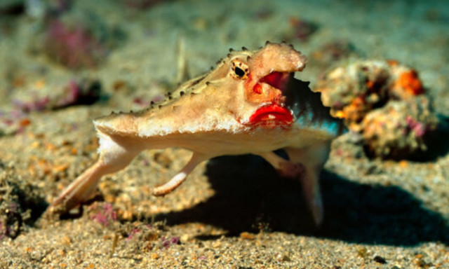 Thú vị loài cá có đôi môi gợi cảm như thiếu nữ tô son - Hình 2 Thu vi loai ca co doi moi goi cam nhu thieu nu to son-Hinh-2