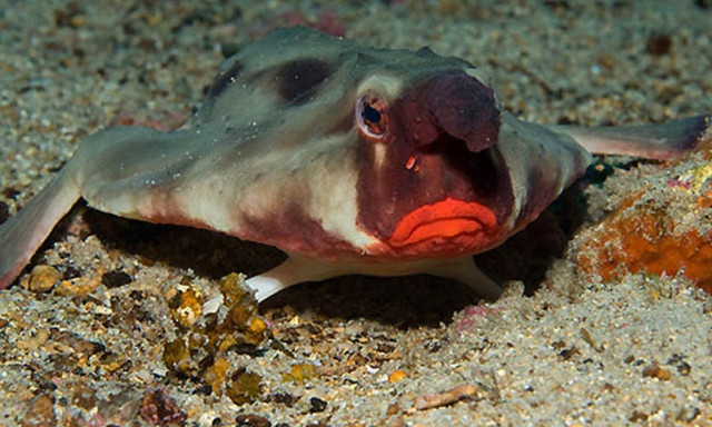 Thú vị loài cá có đôi môi gợi cảm như thiếu nữ tô son - Hình 8 Thu vi loai ca co doi moi goi cam nhu thieu nu to son-Hinh-8