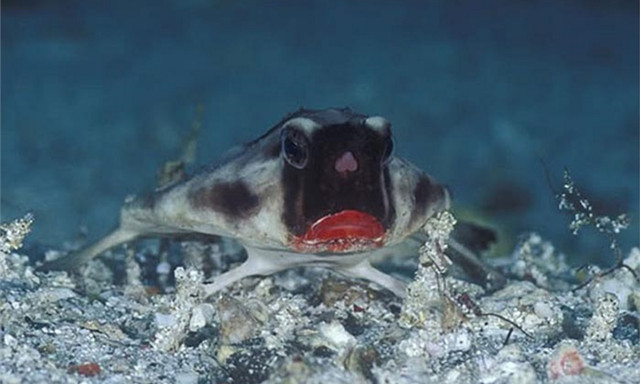 Thú vị loài cá có đôi môi gợi cảm như thiếu nữ tô son - Hình 10 Thu vi loai ca co doi moi goi cam nhu thieu nu to son-Hinh-10