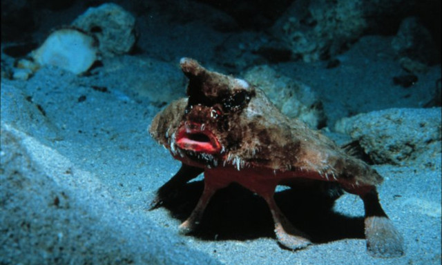 Thú vị loài cá có đôi môi gợi cảm như thiếu nữ tô son - Hình 5 Thu vi loai ca co doi moi goi cam nhu thieu nu to son-Hinh-5