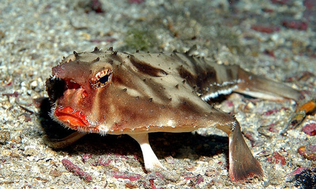 Thú vị loài cá có đôi môi gợi cảm như thiếu nữ tô son - Hình 7 Thu vi loai ca co doi moi goi cam nhu thieu nu to son-Hinh-7