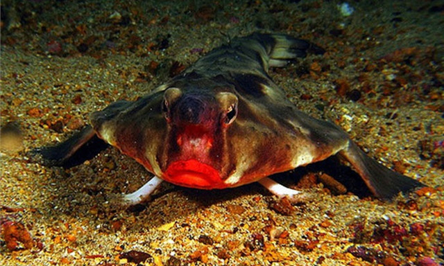 Thú vị loài cá có đôi môi gợi cảm như thiếu nữ tô son - Hình 9 Thu vi loai ca co doi moi goi cam nhu thieu nu to son-Hinh-9