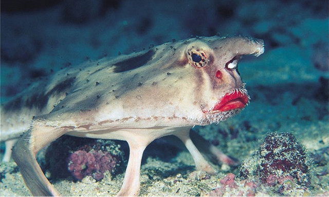 Thú vị loài cá có đôi môi gợi cảm như thiếu nữ tô son - Hình 6 Thu vi loai ca co doi moi goi cam nhu thieu nu to son-Hinh-6