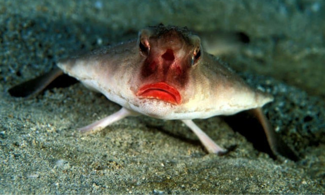 Thú vị loài cá có đôi môi gợi cảm như thiếu nữ tô son - Hình 4 Thu vi loai ca co doi moi goi cam nhu thieu nu to son-Hinh-4