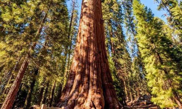Sừng sờ những loài cây to khủng, tuổi thọ hàng nghìn năm - Hình 2 Sung so nhung loai cay to khung, tuoi tho hang nghin nam-Hinh-2