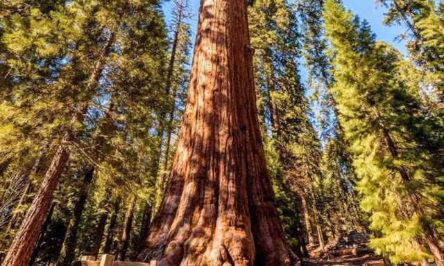 Sung so nhung loai cay to khung, tuoi tho hang nghin nam-Hinh-2