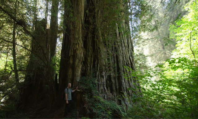 Sừng sờ những loài cây to khủng, tuổi thọ hàng nghìn năm - Hình 3 Sung so nhung loai cay to khung, tuoi tho hang nghin nam-Hinh-3