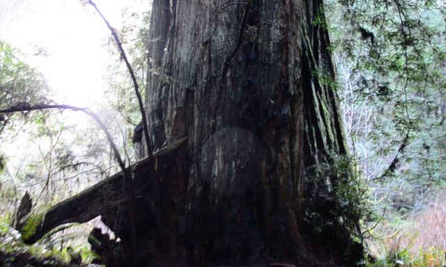 Sừng sờ những loài cây to khủng, tuổi thọ hàng nghìn năm - Hình 4 Sung so nhung loai cay to khung, tuoi tho hang nghin nam-Hinh-4