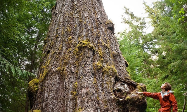 Sừng sờ những loài cây to khủng, tuổi thọ hàng nghìn năm - Hình 8 Sung so nhung loai cay to khung, tuoi tho hang nghin nam-Hinh-8