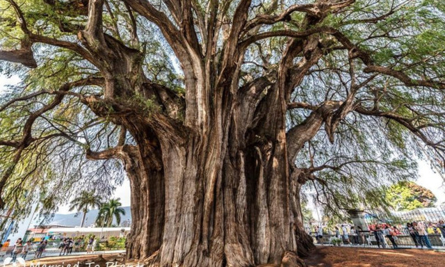 Sừng sờ những loài cây to khủng, tuổi thọ hàng nghìn năm - Hình 5 Sung so nhung loai cay to khung, tuoi tho hang nghin nam-Hinh-5