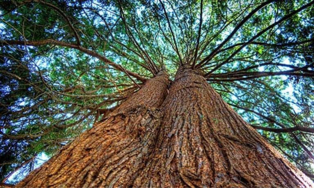Sừng sờ những loài cây to khủng, tuổi thọ hàng nghìn năm - Hình 7 Sung so nhung loai cay to khung, tuoi tho hang nghin nam-Hinh-7