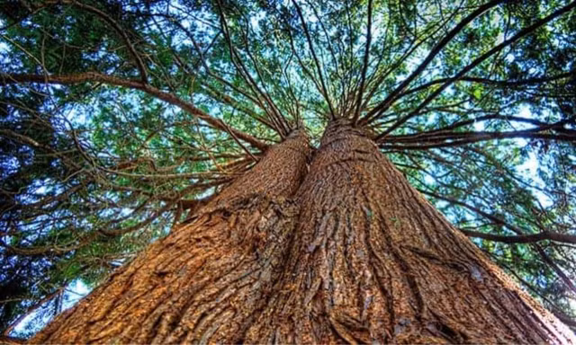 Sung so nhung loai cay to khung, tuoi tho hang nghin nam-Hinh-7