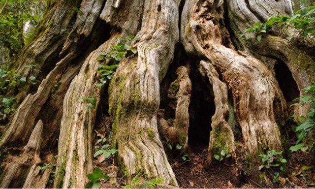 Sừng sờ những loài cây to khủng, tuổi thọ hàng nghìn năm - Hình 6 Sung so nhung loai cay to khung, tuoi tho hang nghin nam-Hinh-6