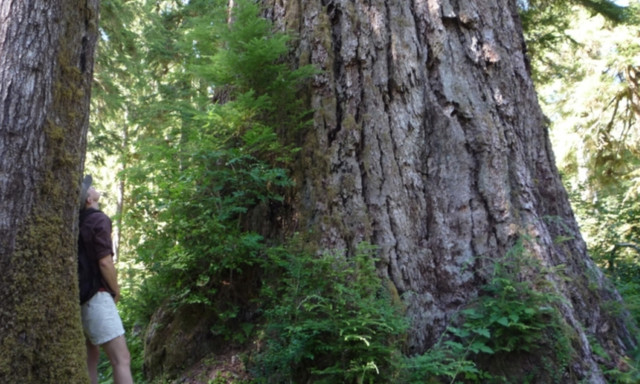 Sừng sờ những loài cây to khủng, tuổi thọ hàng nghìn năm - Hình 9 Sung so nhung loai cay to khung, tuoi tho hang nghin nam-Hinh-9