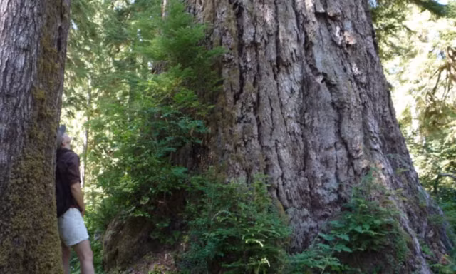 Sung so nhung loai cay to khung, tuoi tho hang nghin nam-Hinh-9