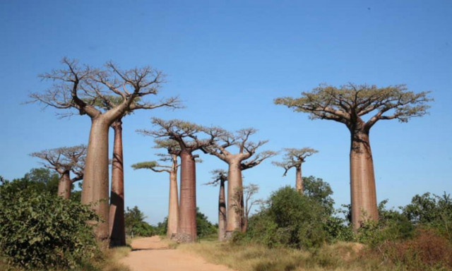 Sừng sờ những loài cây to khủng, tuổi thọ hàng nghìn năm - Hình 11 Sung so nhung loai cay to khung, tuoi tho hang nghin nam-Hinh-11