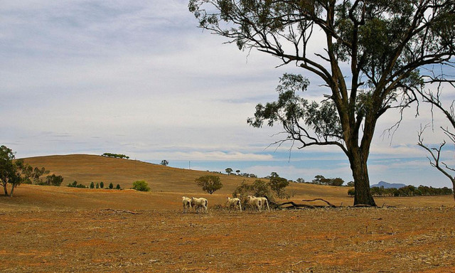 10 kỷ lục hạn hán khủng khiếp nhất trong lịch sử thế giới - Hình 3 10 ky luc han han khung khiep nhat trong lich su the gioi-Hinh-3