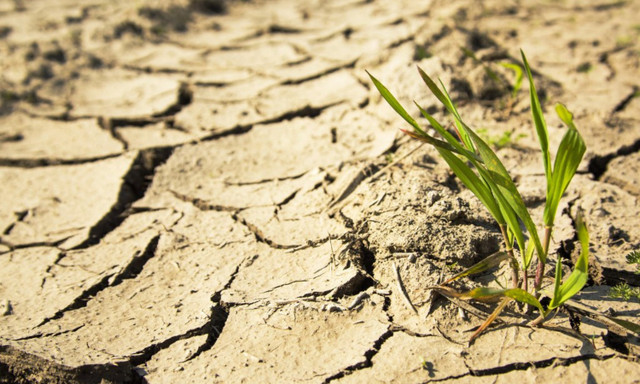 10 kỷ lục hạn hán khủng khiếp nhất trong lịch sử thế giới - Hình 9 10 ky luc han han khung khiep nhat trong lich su the gioi-Hinh-9